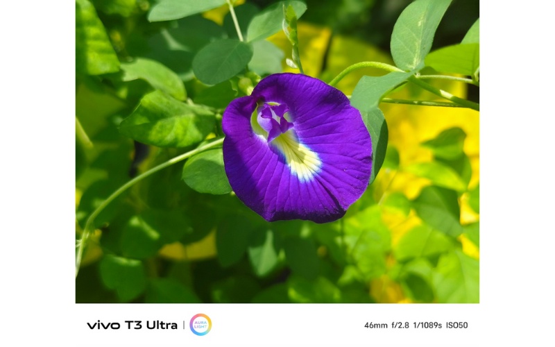 Ảnh chụp chân dung trên vivo T3 Ultra