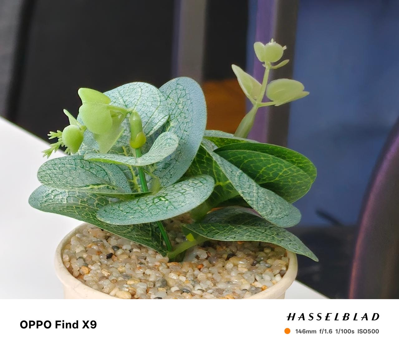 OPPO Find X9 512GB chụp cảnh vật